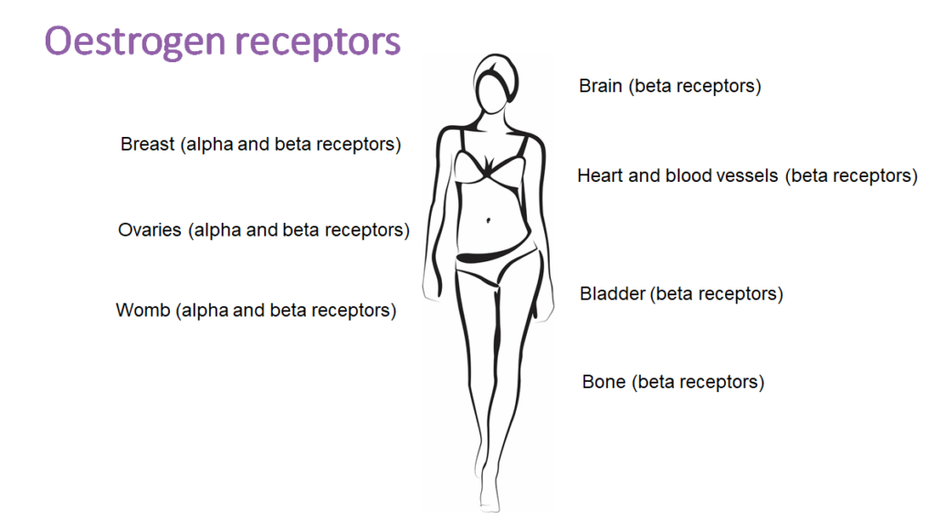 oestrogen receptor