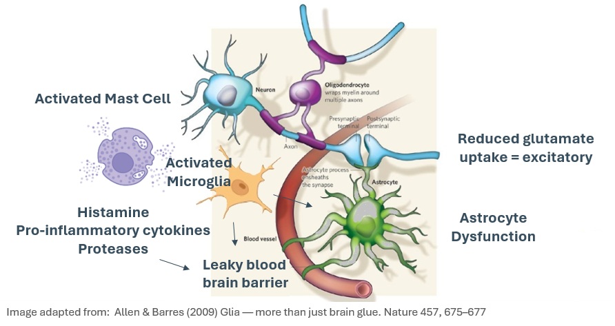 Perimenopause inflammation mast cells histamine